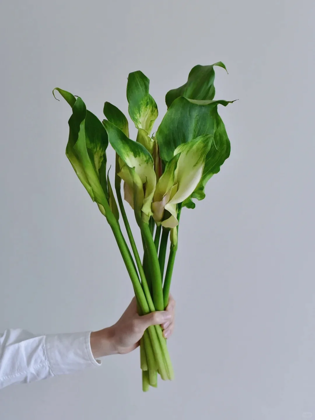 彩色马蹄莲 · 马蹄莲·绿色